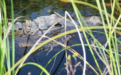 Gator Hole or Mud Hole?