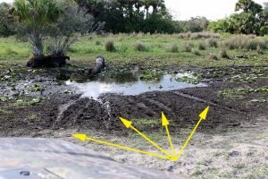 Gator hole showing slide marks