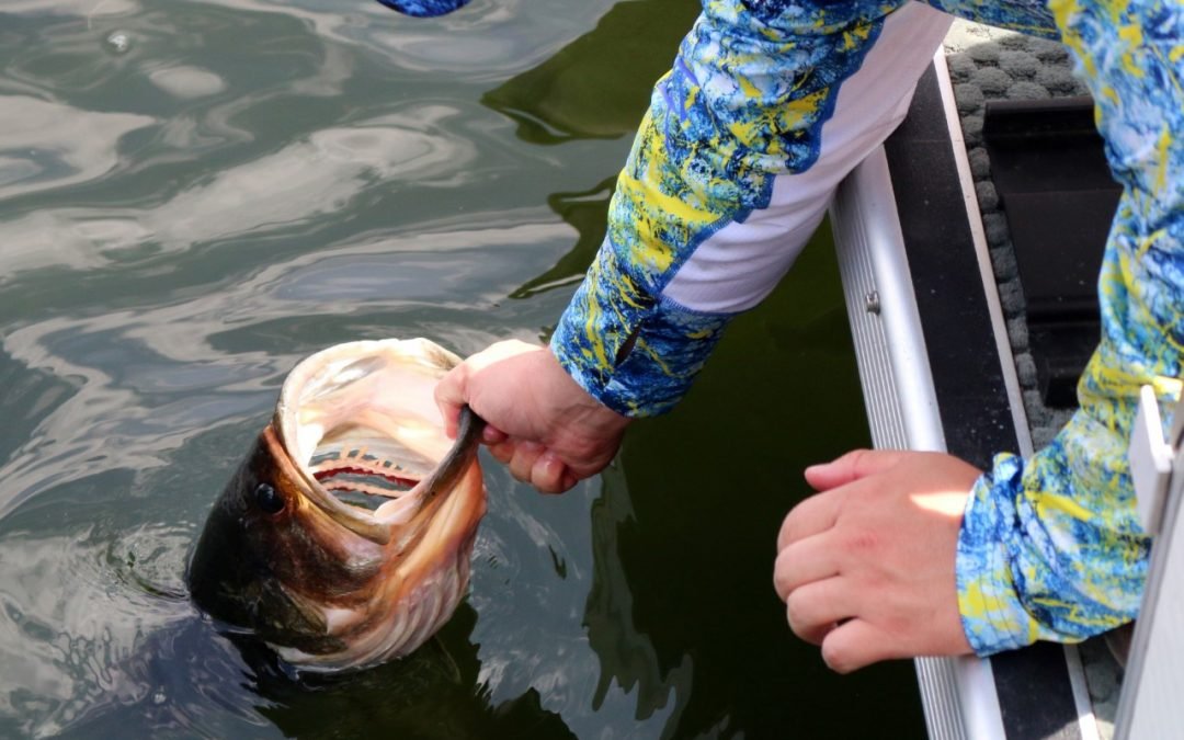 Florida Largemouth Bass…A Fisherman’s Dream.